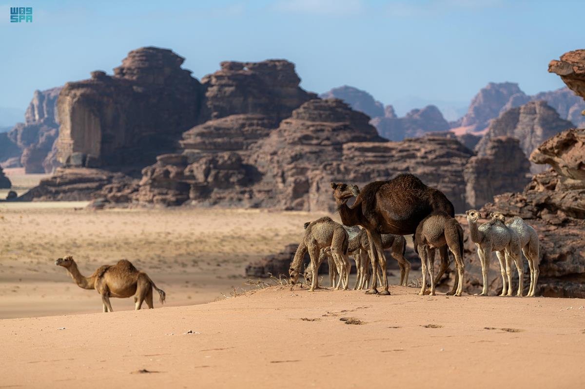 صورة الخبر