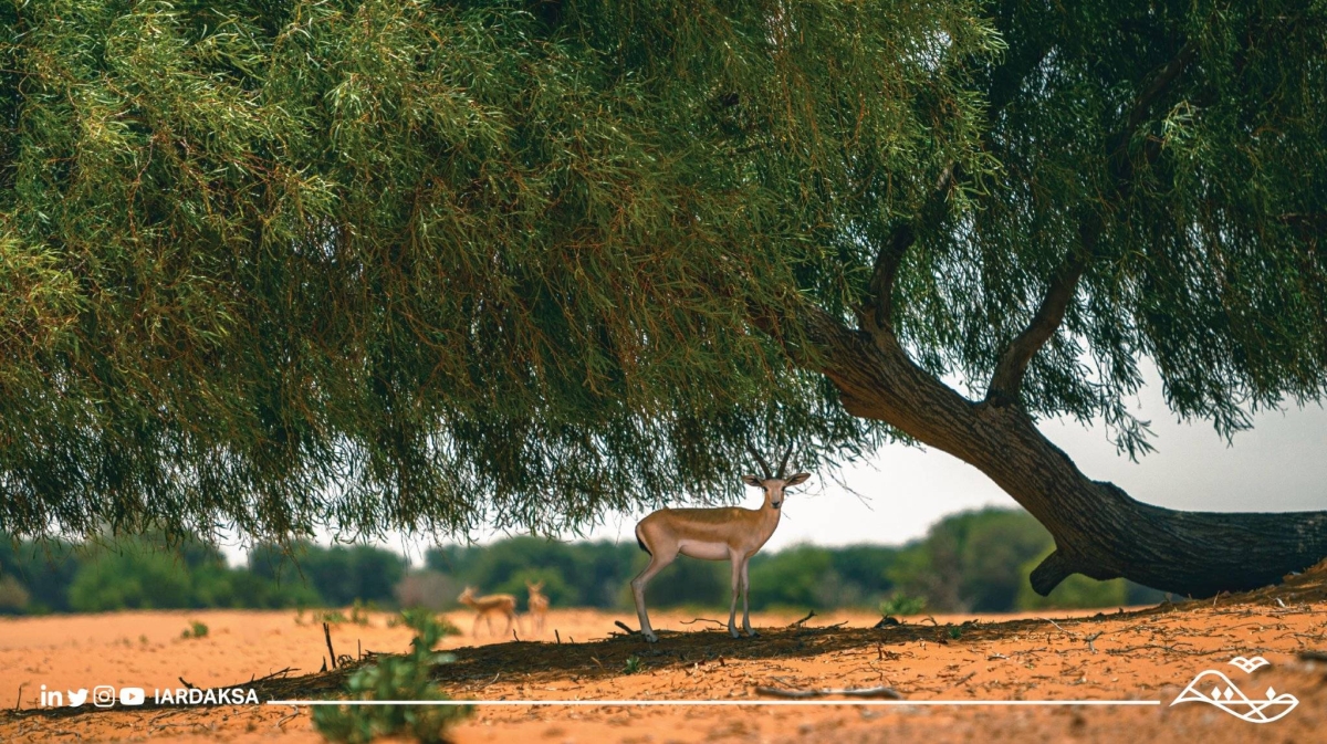 صورة الخبر