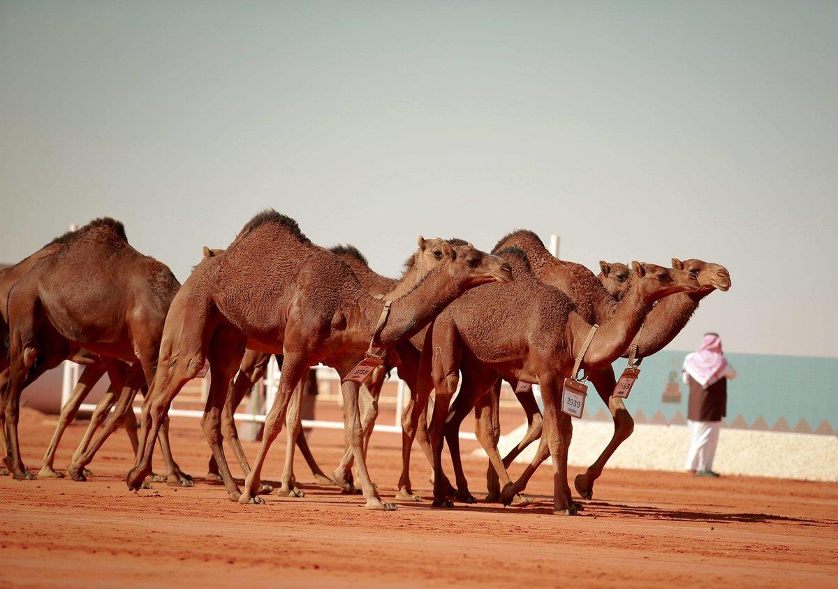 صورة الخبر