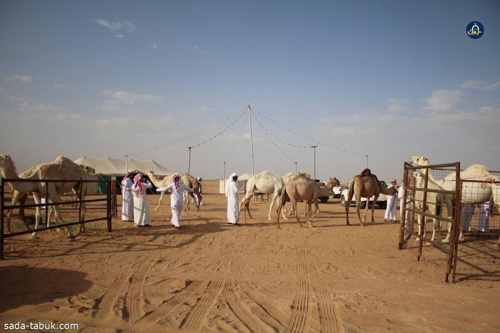 صورة الخبر