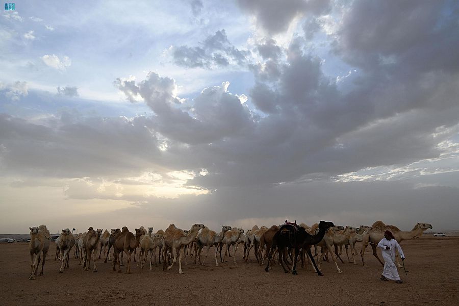 صورة الخبر