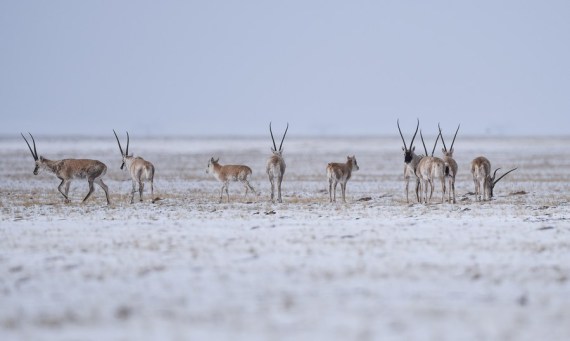 صورة الخبر