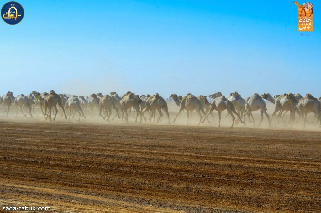 صورة الخبر