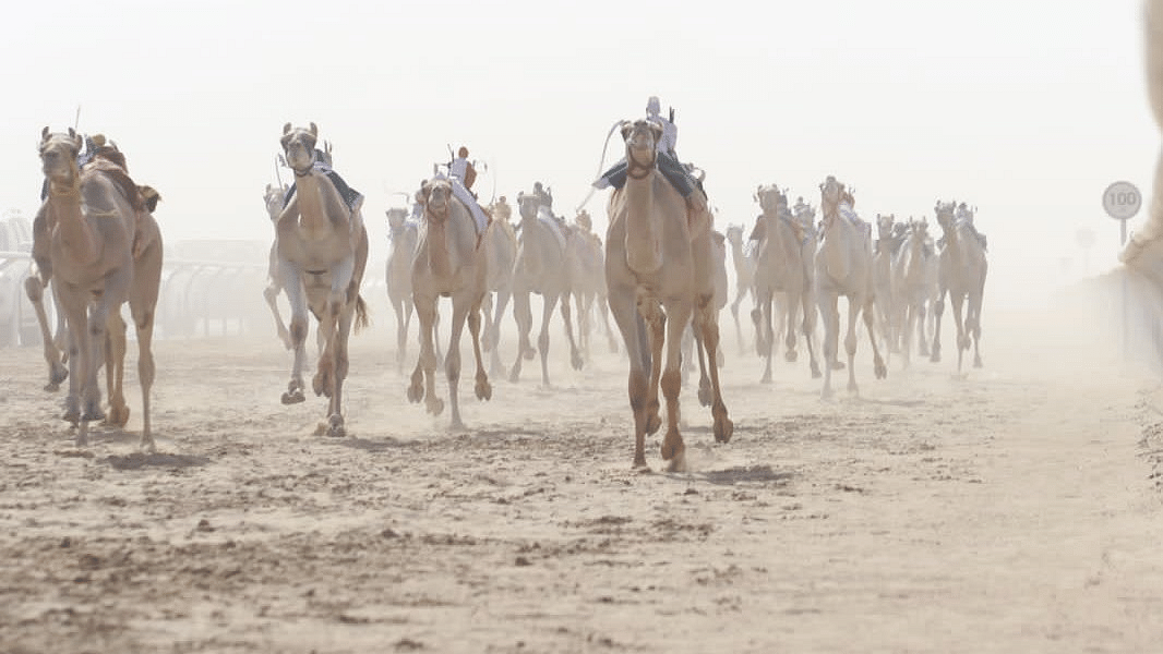 صورة الخبر