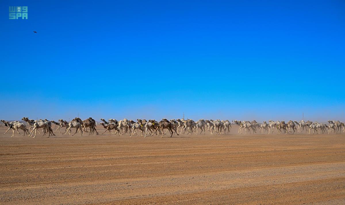 صورة الخبر