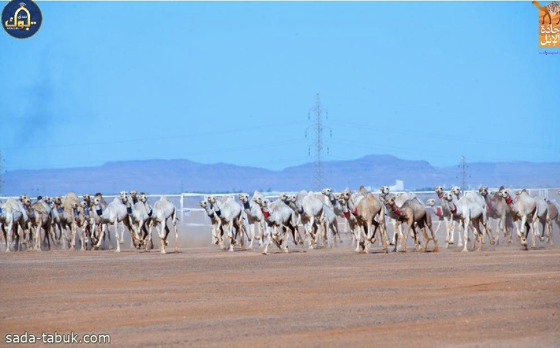 صورة الخبر