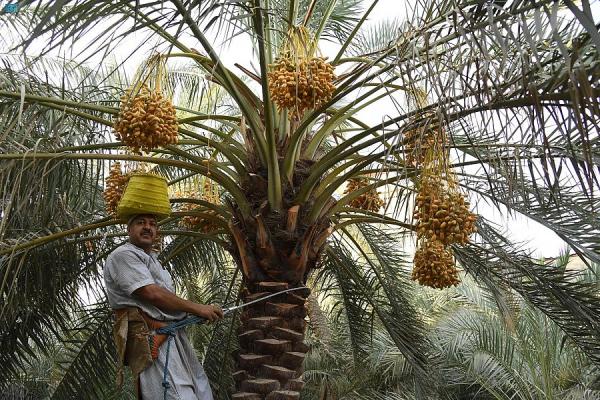 صورة الخبر