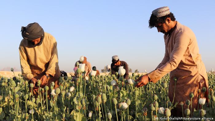 صورة الخبر