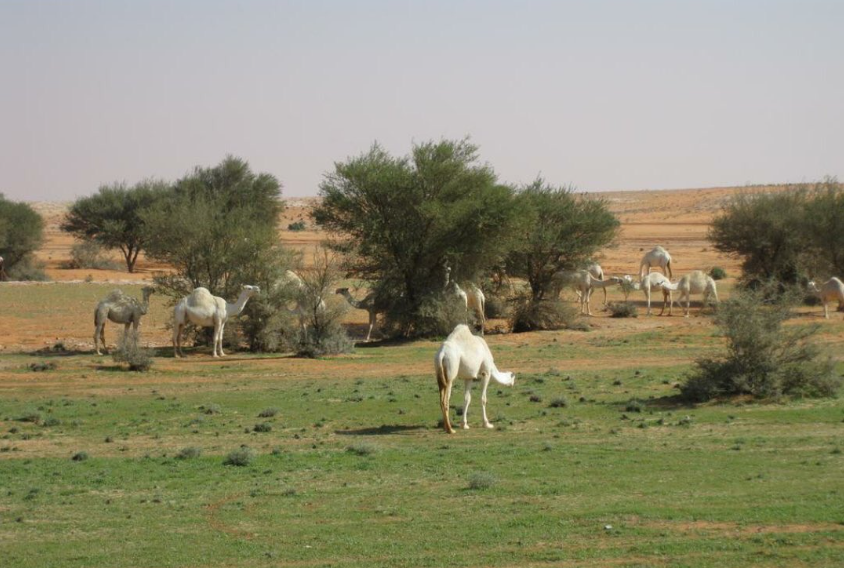 صورة الخبر