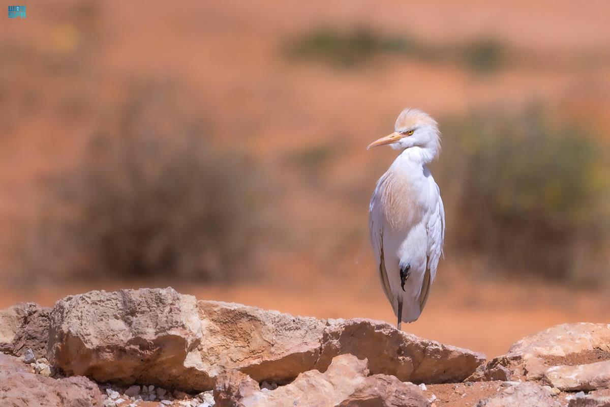 صورة الخبر