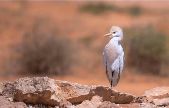 صورة الخبر