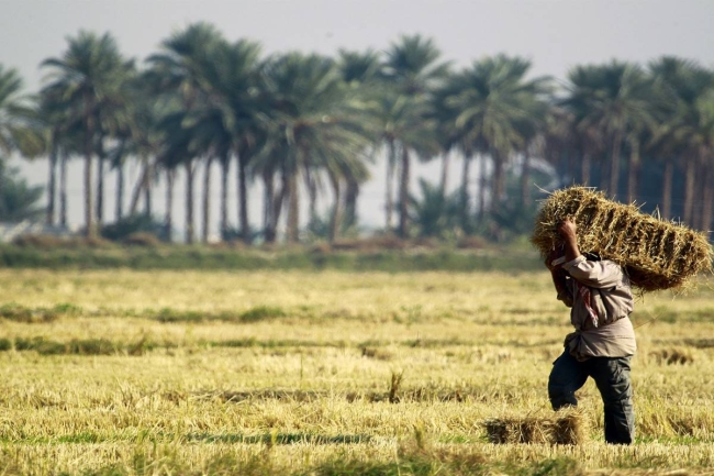 صورة الخبر