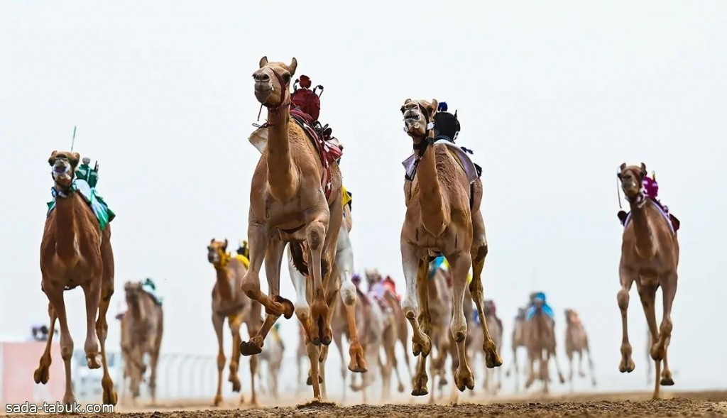 صورة الخبر