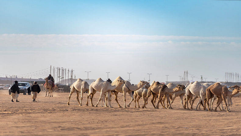 صورة الخبر