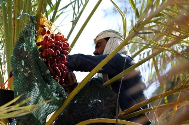 صورة الخبر