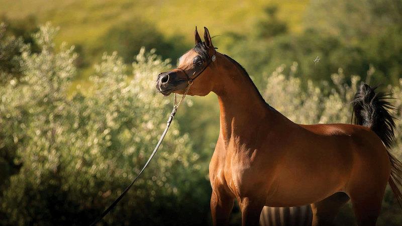 صورة الخبر