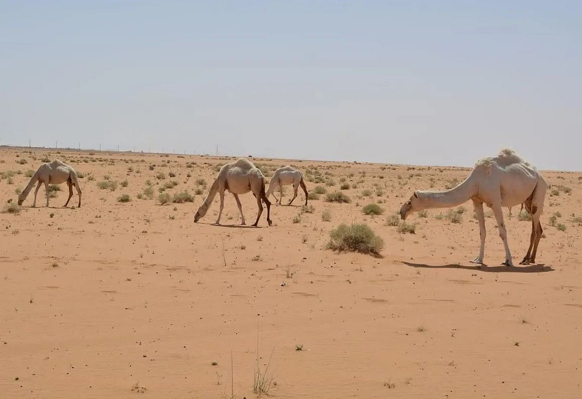 صورة الخبر