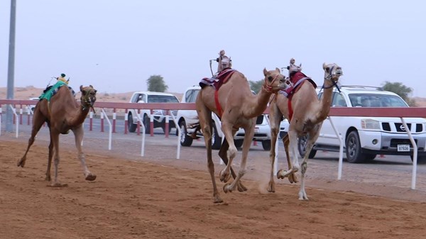 صورة الخبر