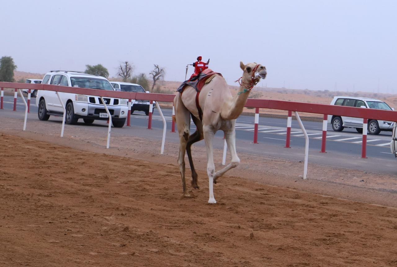 صورة الخبر