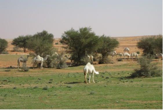 صورة الخبر