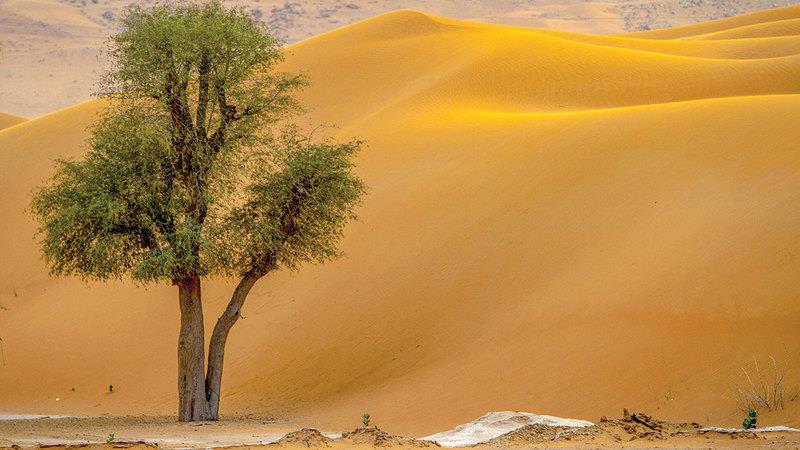 صورة الخبر