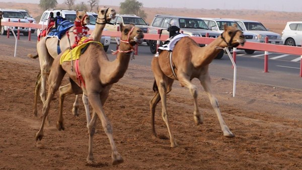 صورة الخبر