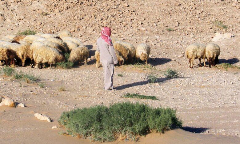 صورة الخبر