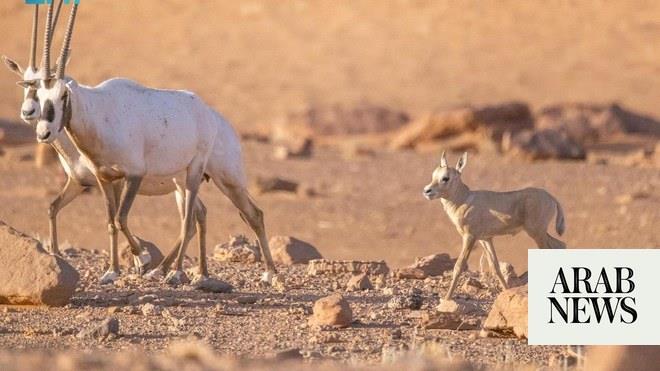 صورة الخبر