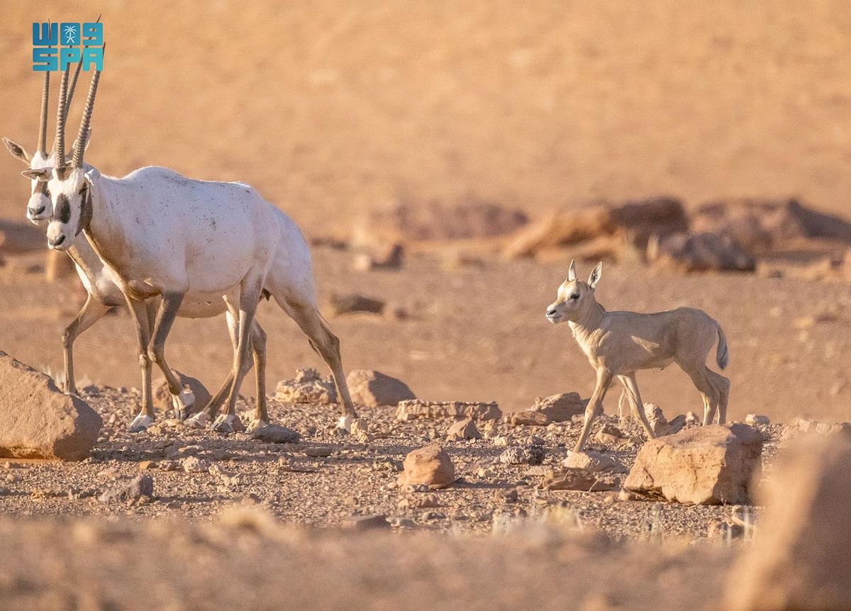 صورة الخبر