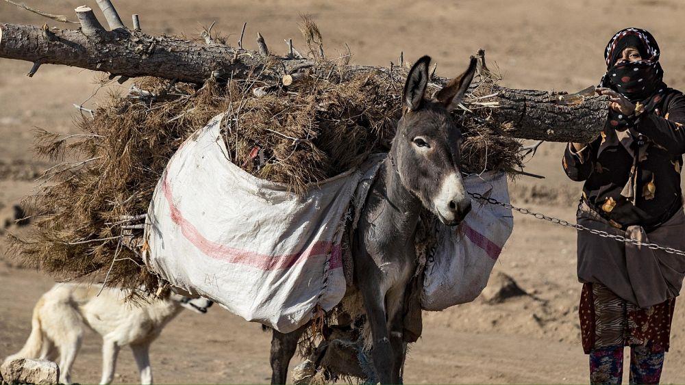 صورة الخبر