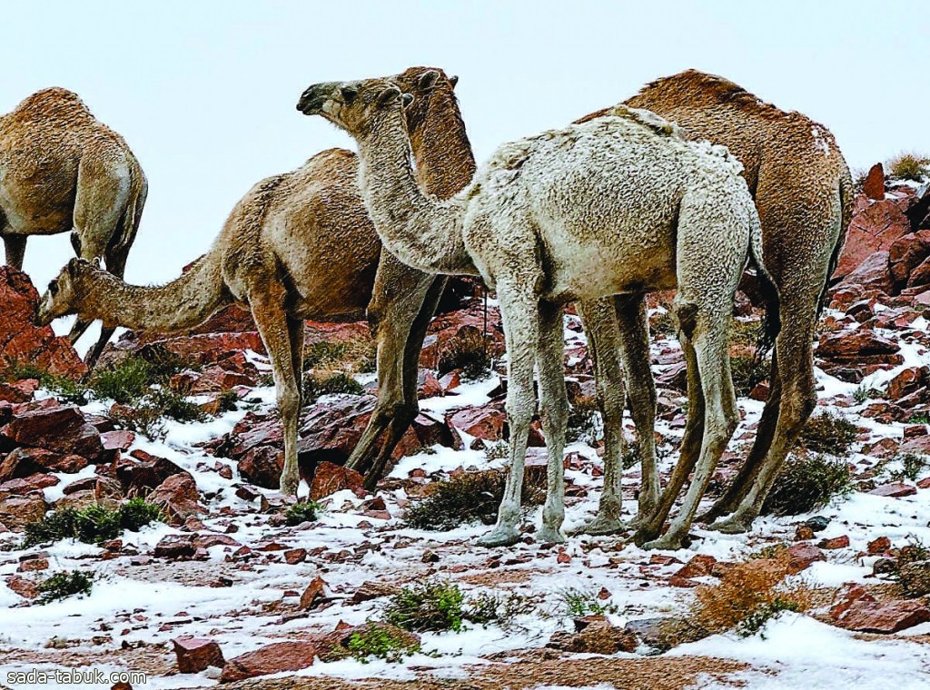 صورة الخبر