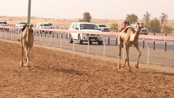 صورة الخبر