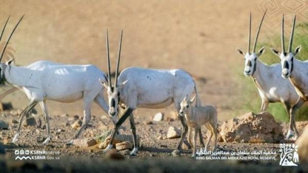 صورة الخبر