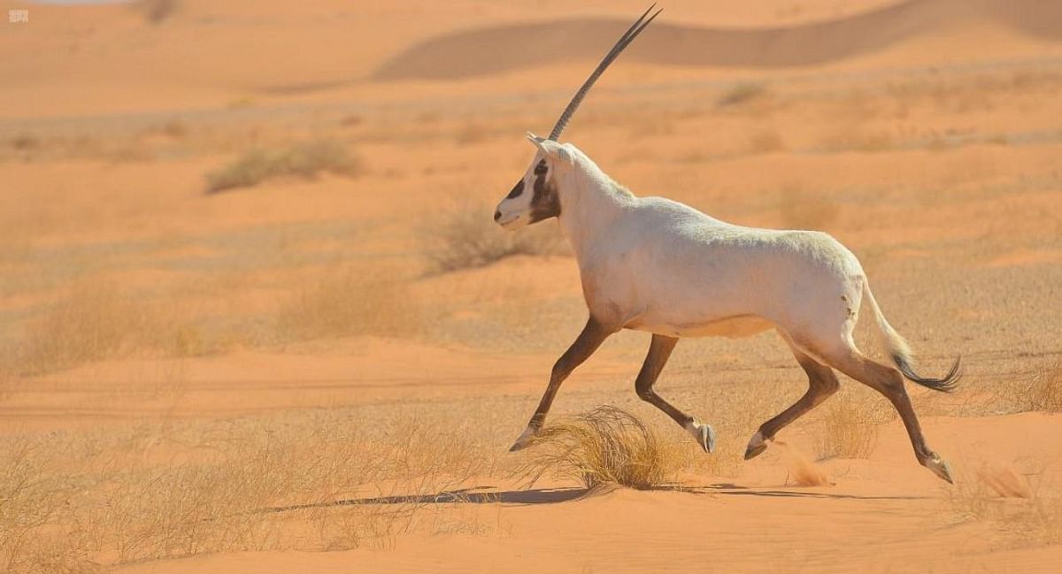 صورة الخبر