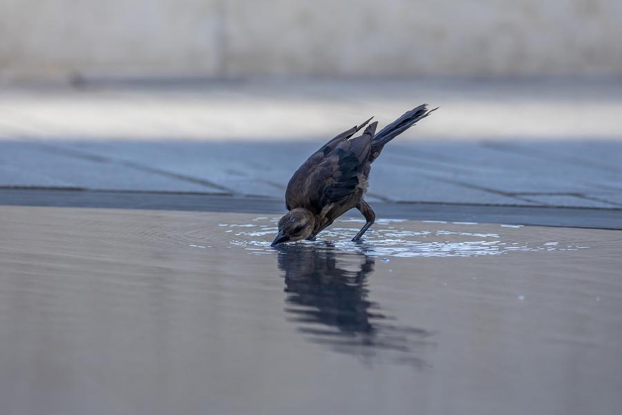 صورة الخبر