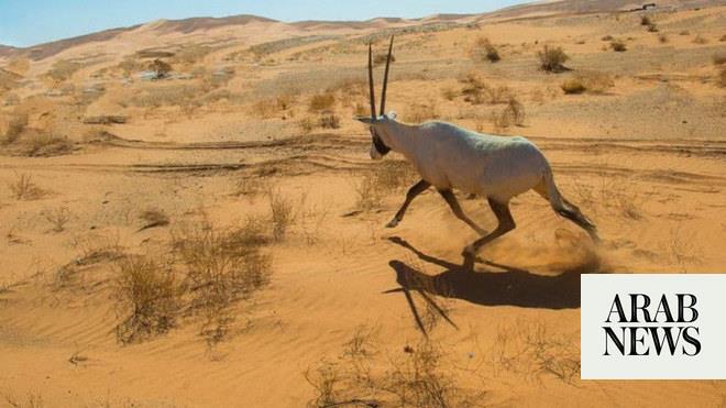 صورة الخبر