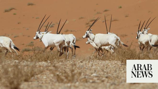 صورة الخبر