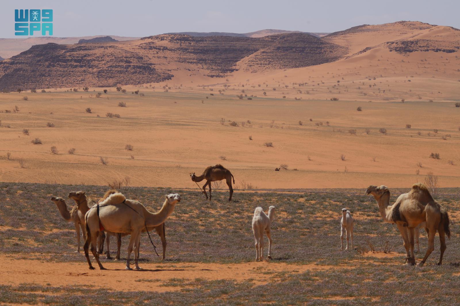 صورة الخبر