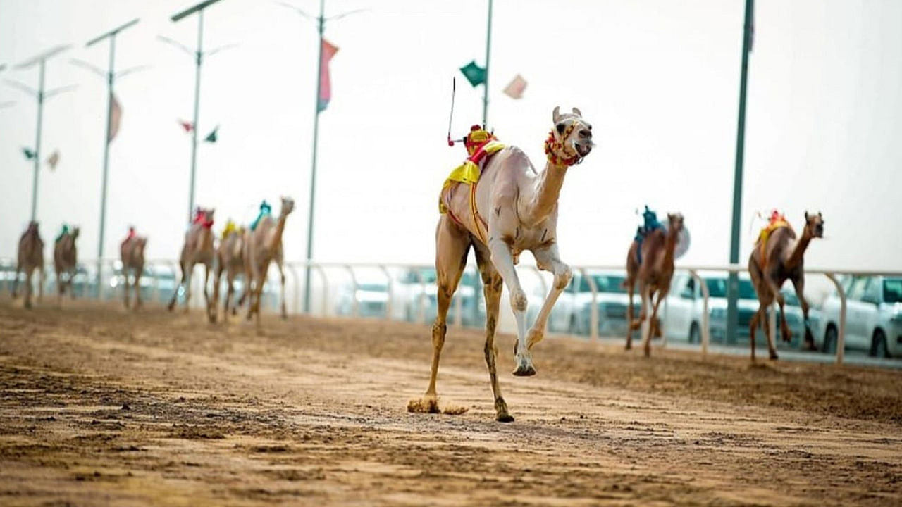 صورة الخبر