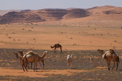 صورة الخبر