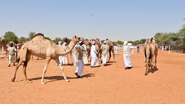 صورة الخبر