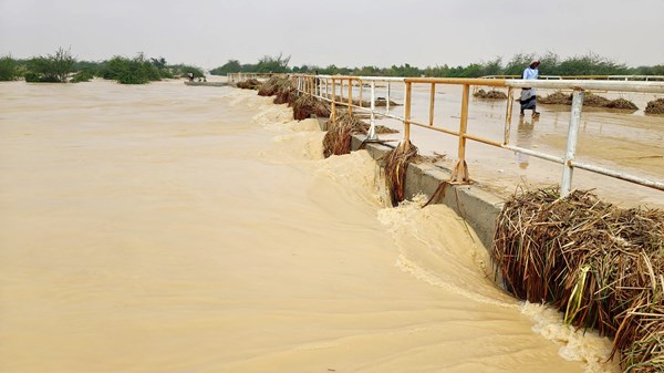 صورة الخبر