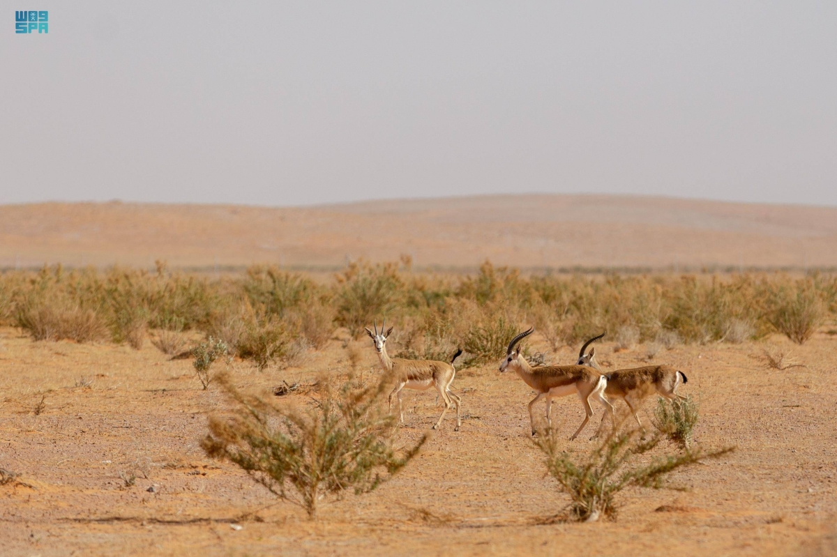 صورة الخبر