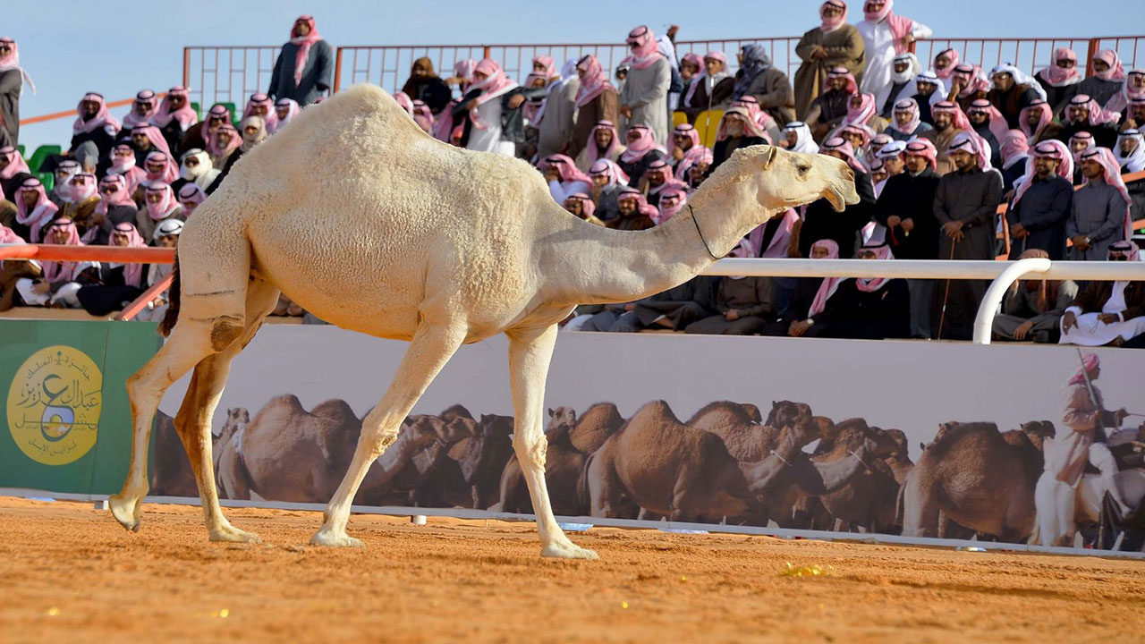 صورة الخبر