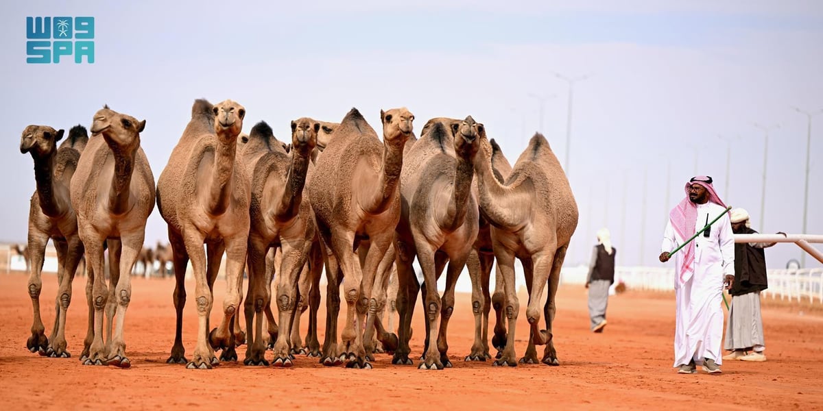 صورة الخبر