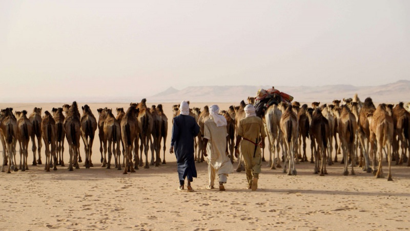 صورة الخبر