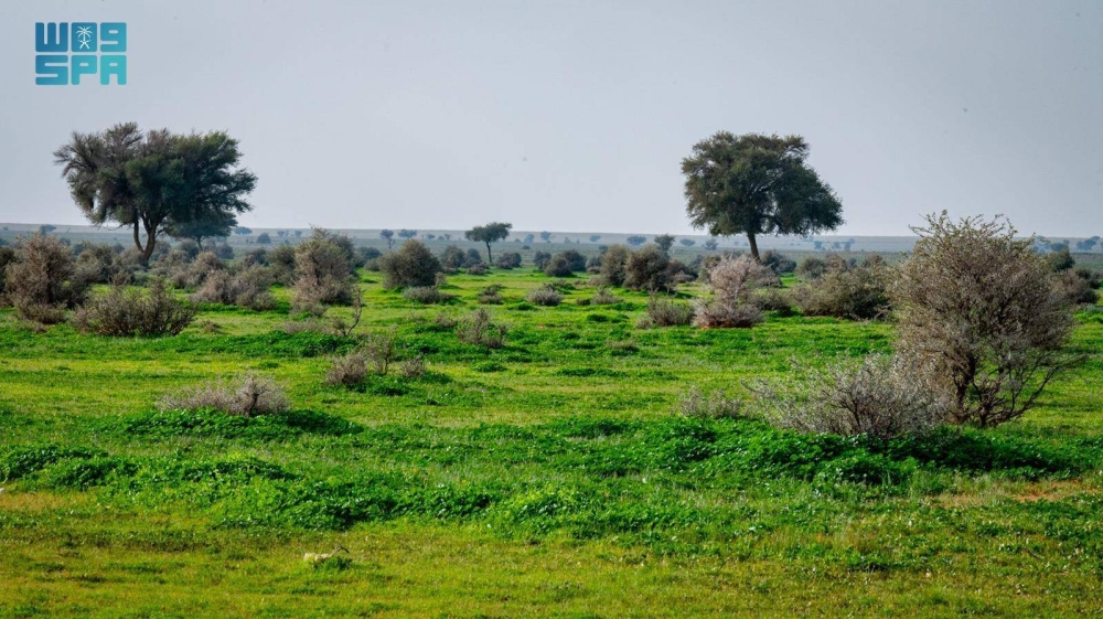 صورة الخبر