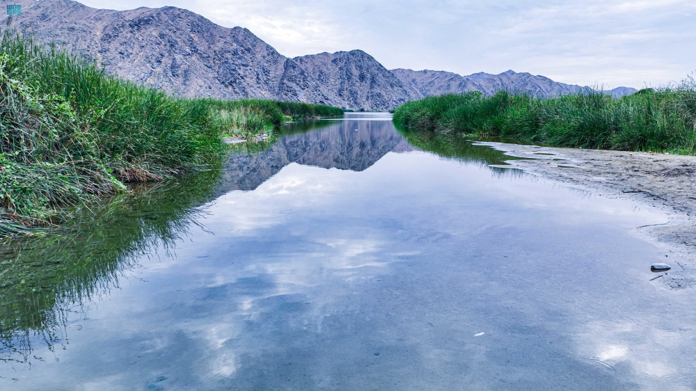 صورة الخبر