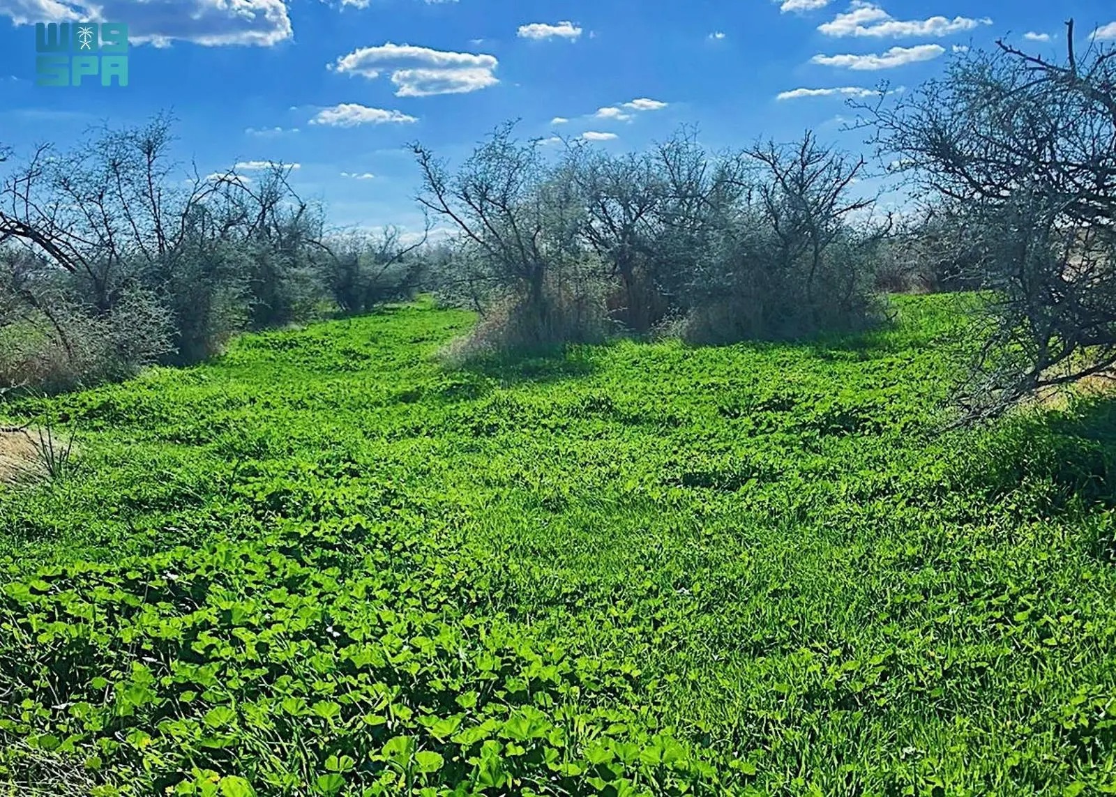 صورة الخبر