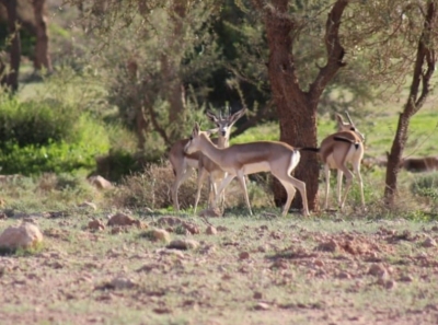 صورة الخبر